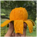 হিমসাগর আম – Himsagor aam - 40 kg