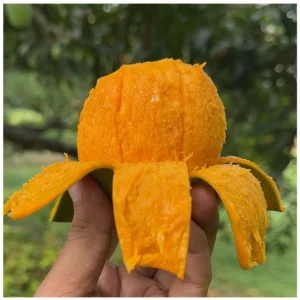 হিমসাগর আম – Himsagor aam - 10 kg