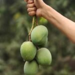 গোবিন্দভোগ আম Govindabhog Mango