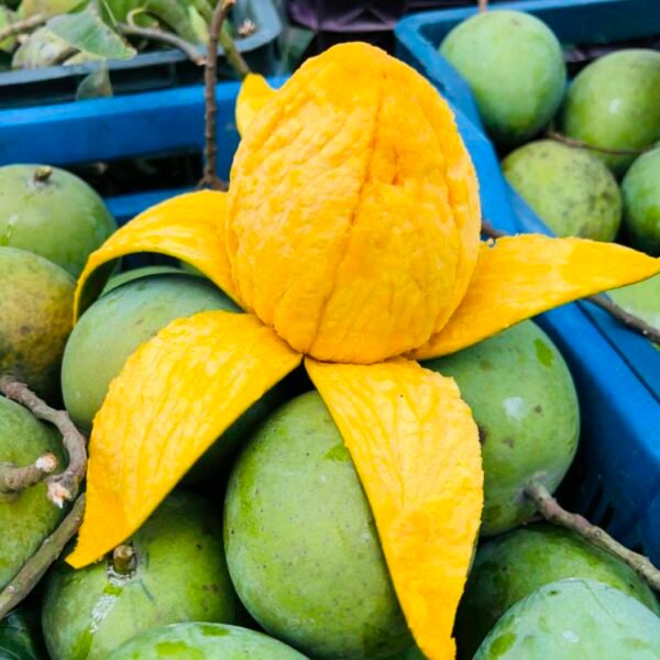 Plain With Coconut